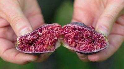 Gardening Australia