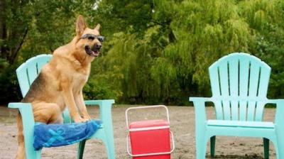 Pup Academy