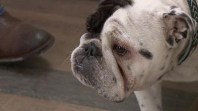 The Incredible Dr. Pol