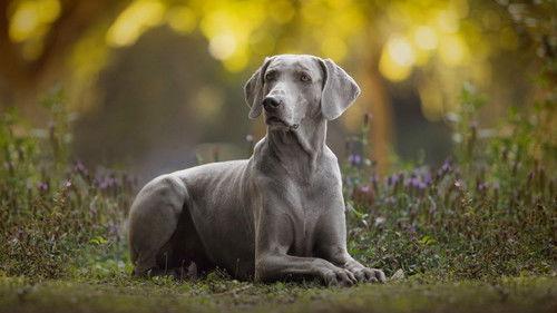 Dogs 101 filmas žiurėti online