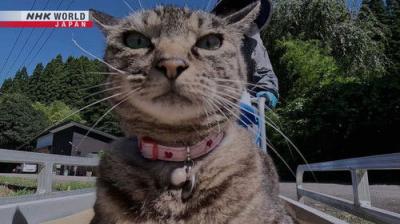 A Cat's-Eye View of Japan