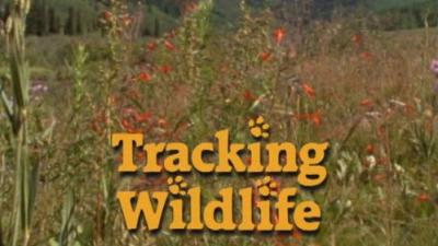 Marty Stouffer's Wild America