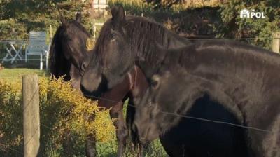 The Incredible Dr. Pol