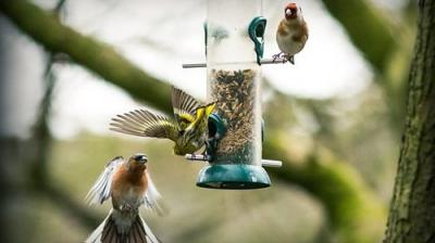 Springwatch