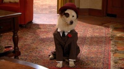 Dog with a Blog