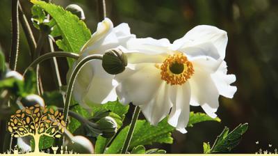 Gardeners' World