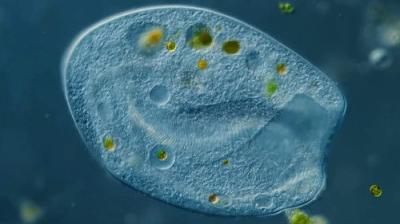 Journey to the Microcosmos