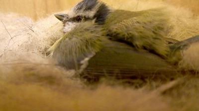 Springwatch