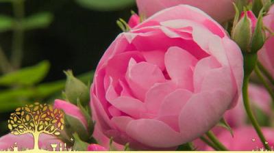 Gardeners' World