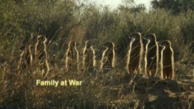Meerkat Manor