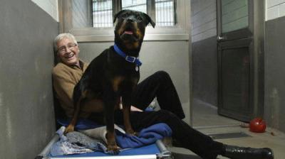 For the Love of Dogs