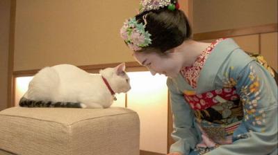 A Cat's-Eye View of Japan
