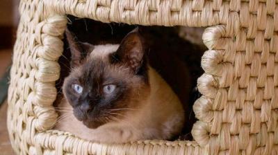 A Cat's-Eye View of Japan