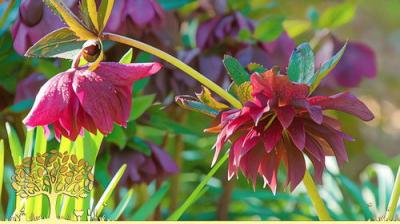 Gardeners' World