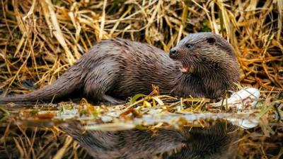 Springwatch