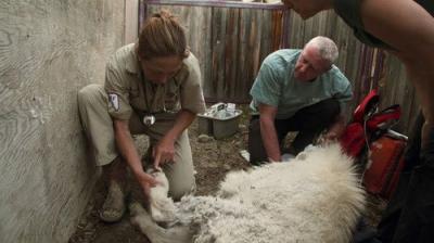 Dr. Oakley, Yukon Vet