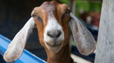 The Incredible Dr. Pol