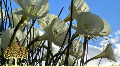 Gardeners' World