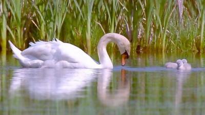 Springwatch