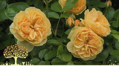 Gardeners' World