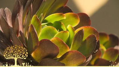 Gardeners' World
