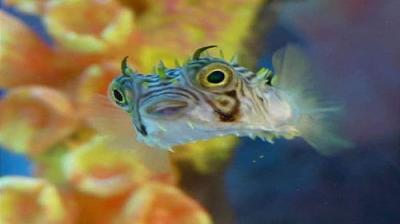Tanked