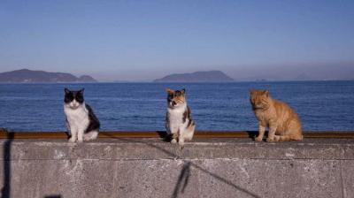 A Cat's-Eye View of Japan