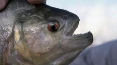 River Monsters