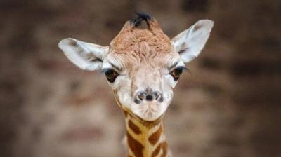 The Secret Life of the Zoo
