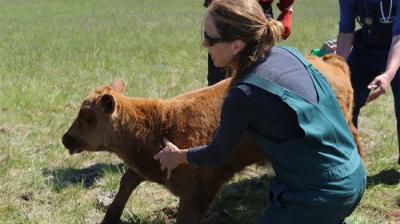 Dr. Oakley, Yukon Vet