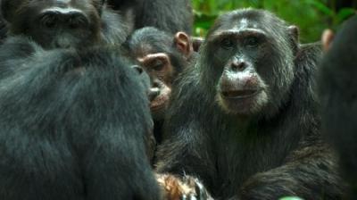 Chimp Empire