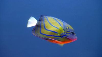 Tanked