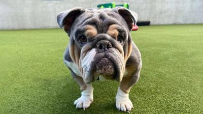 For the Love of Dogs