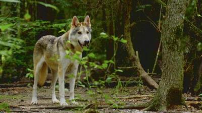 Pit Bulls and Parolees