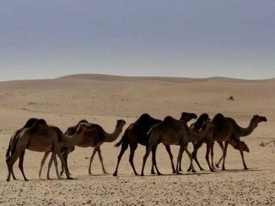 Anthony Bourdain: No Reservations