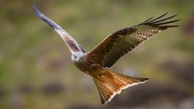 Springwatch