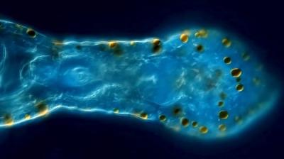 Journey to the Microcosmos