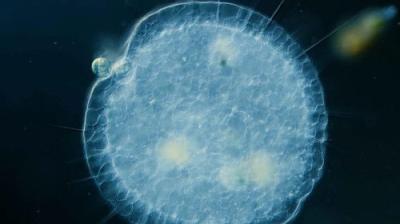 Journey to the Microcosmos