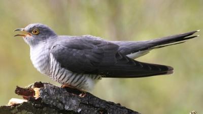 David Attenborough's Natural Curiosities