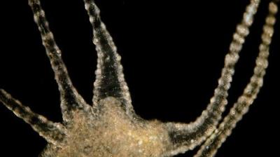 Journey to the Microcosmos