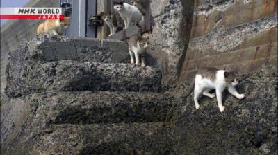 A Cat's-Eye View of Japan