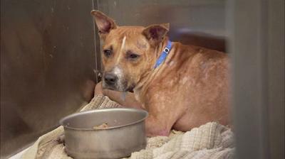 Pit Bulls and Parolees