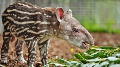 The Secret Life of the Zoo