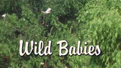 Marty Stouffer's Wild America