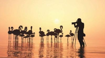 The National Geographic Guide to Birding in North America