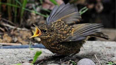 Springwatch
