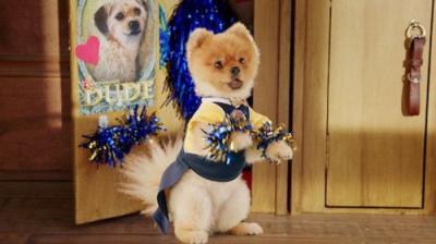 Pup Academy