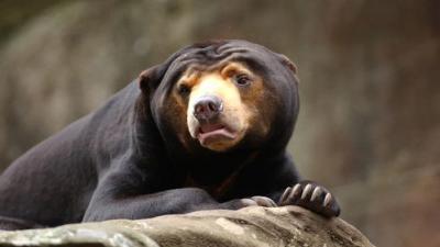 Taronga: Who's Who In The Zoo