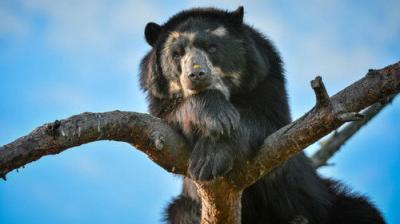 The Secret Life of the Zoo