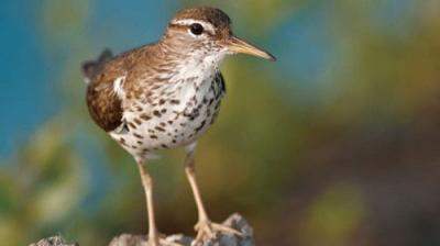 The National Geographic Guide to Birding in North America